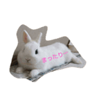 うさぎのうさこさん（個別スタンプ：15）