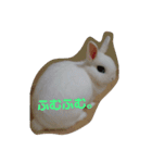 うさぎのうさこさん（個別スタンプ：24）