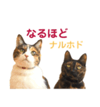 momo＆hatti 3（個別スタンプ：1）