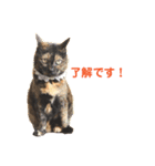 momo＆hatti 3（個別スタンプ：3）
