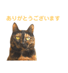 momo＆hatti 3（個別スタンプ：4）