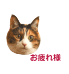 momo＆hatti 3（個別スタンプ：6）