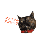 momo＆hatti 3（個別スタンプ：8）