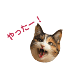 momo＆hatti 3（個別スタンプ：12）
