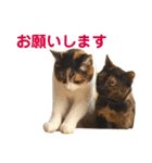 momo＆hatti 3（個別スタンプ：13）