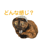 momo＆hatti 3（個別スタンプ：19）
