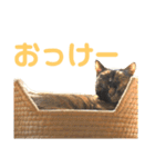 momo＆hatti 3（個別スタンプ：25）