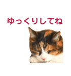 momo＆hatti 3（個別スタンプ：26）