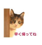 momo＆hatti 3（個別スタンプ：27）