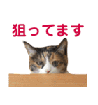 momo＆hatti 3（個別スタンプ：30）
