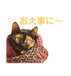 momo＆hatti 3（個別スタンプ：31）
