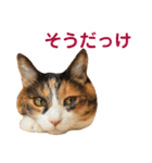 momo＆hatti 3（個別スタンプ：36）