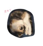 めーもん（個別スタンプ：13）