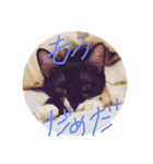 猫猫0317（個別スタンプ：1）