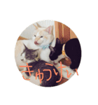 猫猫0317（個別スタンプ：2）