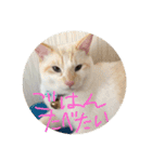 猫猫0317（個別スタンプ：3）