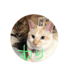 猫猫0317（個別スタンプ：4）