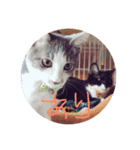 猫猫0317（個別スタンプ：5）