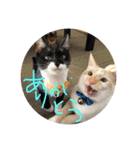 猫猫0317（個別スタンプ：8）