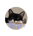 猫猫0317（個別スタンプ：11）
