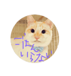 猫猫0317（個別スタンプ：13）
