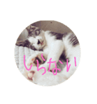 猫猫0317（個別スタンプ：14）