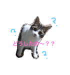 5ニャンズ2（個別スタンプ：1）