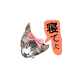 5ニャンズ2（個別スタンプ：4）