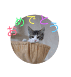 5ニャンズ2（個別スタンプ：6）