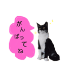 5ニャンズ2（個別スタンプ：13）