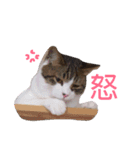 5ニャンズ2（個別スタンプ：14）