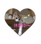 5ニャンズ2（個別スタンプ：16）