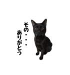 黒猫のぽんた（個別スタンプ：3）