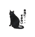 黒猫のぽんた（個別スタンプ：4）