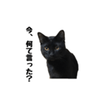 黒猫のぽんた（個別スタンプ：6）
