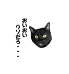 黒猫のぽんた（個別スタンプ：7）