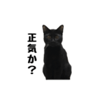 黒猫のぽんた（個別スタンプ：8）