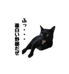 黒猫のぽんた（個別スタンプ：9）