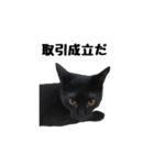 黒猫のぽんた（個別スタンプ：11）