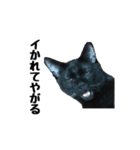 黒猫のぽんた（個別スタンプ：12）