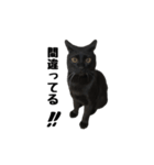 黒猫のぽんた（個別スタンプ：13）
