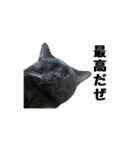 黒猫のぽんた（個別スタンプ：16）