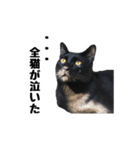 黒猫のぽんた（個別スタンプ：17）