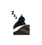 黒猫のぽんた（個別スタンプ：24）