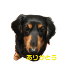 ちょこちゃん 1210（個別スタンプ：11）