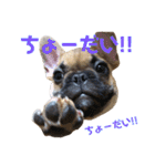 フレンチブルドッグ LOCO No.5（個別スタンプ：3）