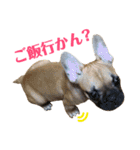 フレンチブルドッグ LOCO No.5（個別スタンプ：9）