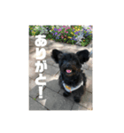 チワプーのオズ（個別スタンプ：1）