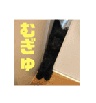 チワプーのオズ（個別スタンプ：2）