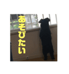 チワプーのオズ（個別スタンプ：3）